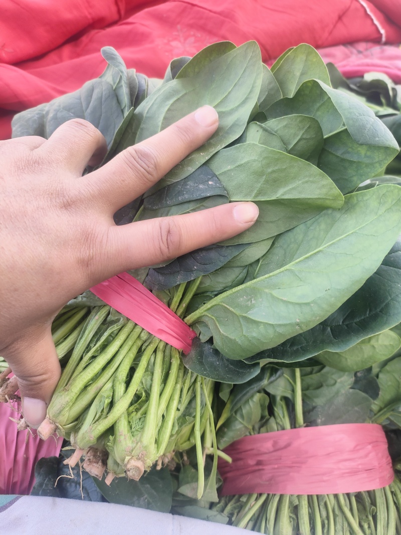 一手货源大叶菠菜