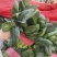 一手货源大叶菠菜