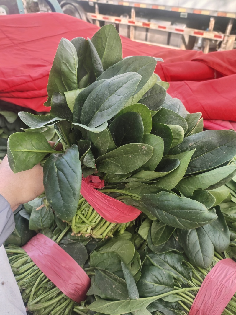 一手货源大叶菠菜
