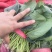 一手货源大叶菠菜