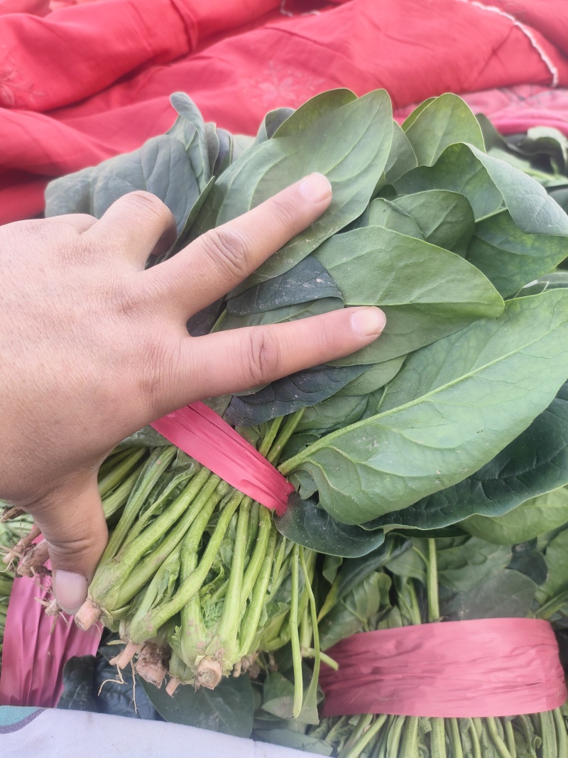 一手货源大叶菠菜