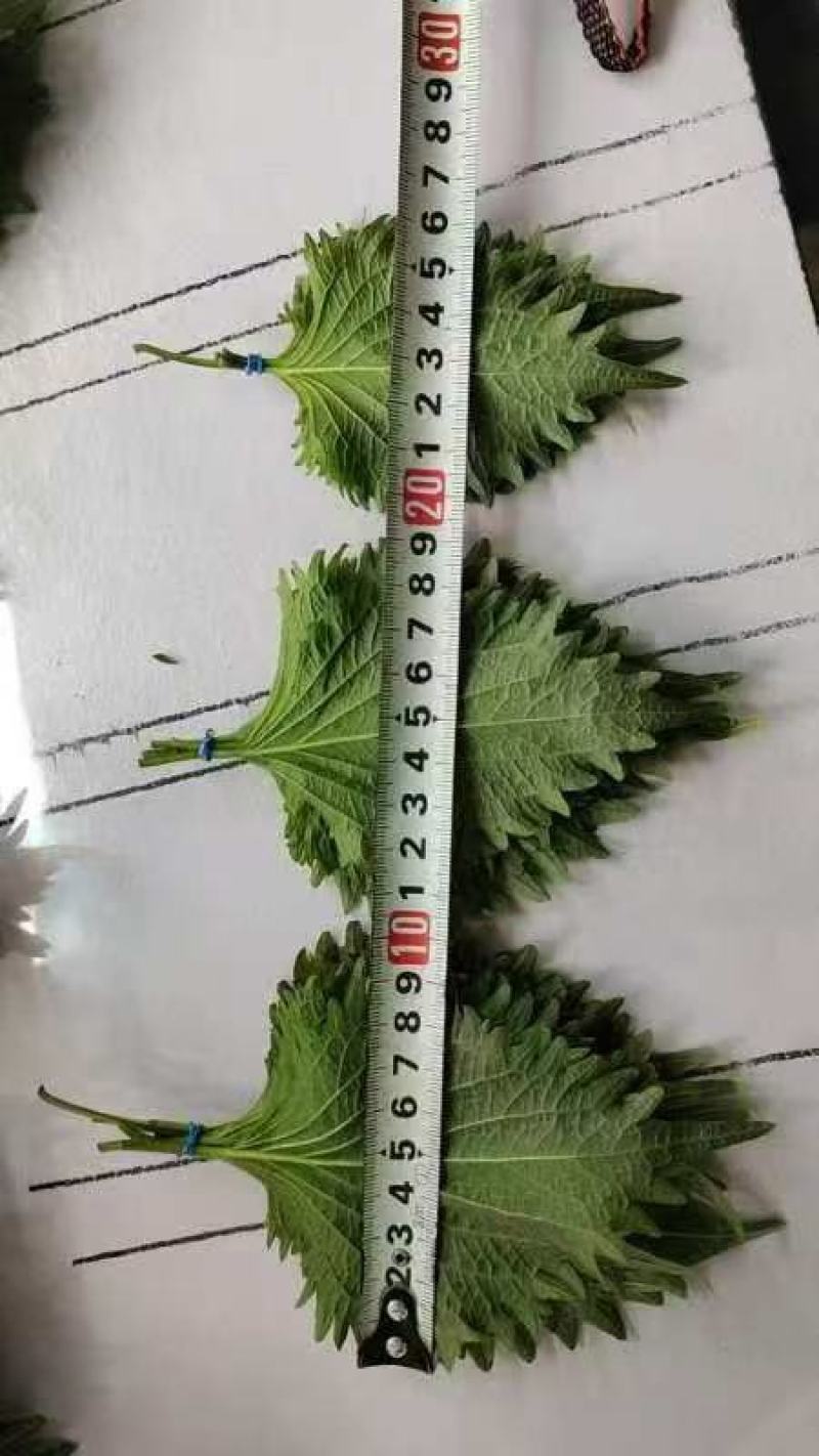 基地规模占地500亩，货源充足，质量放心