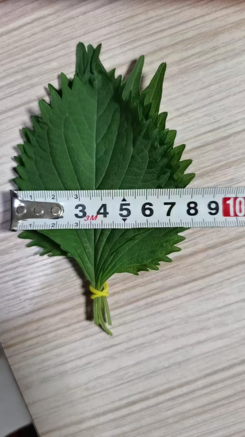 基地规模占地500亩，货源充足，质量放心