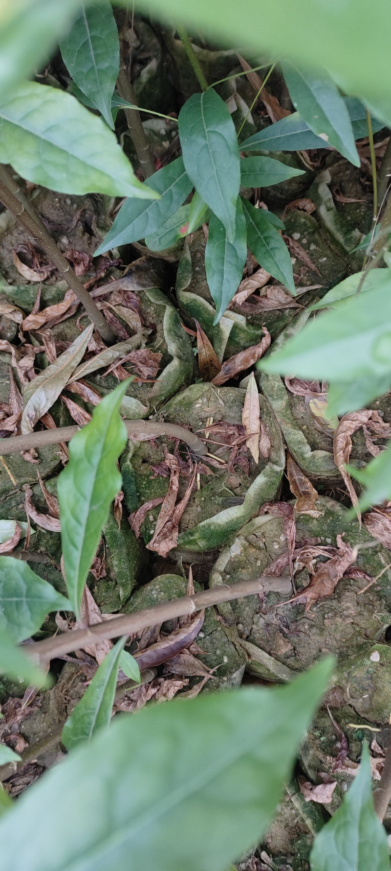 杜英袋苗
