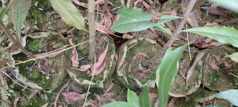 杜英袋苗
