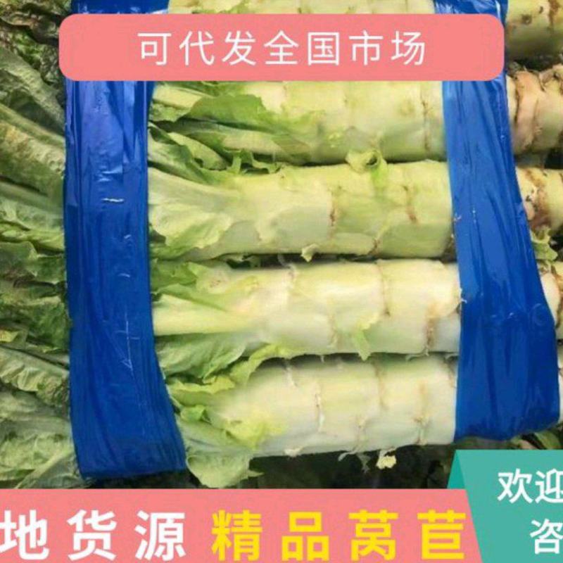 东台莴笋红叶香莴苣欢迎广大客户咨询订购