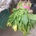 小叶高杆菠菜大量以上是需要的老板们抓紧联系