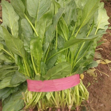 小叶高杆菠菜大量以上是需要的老板们抓紧联系