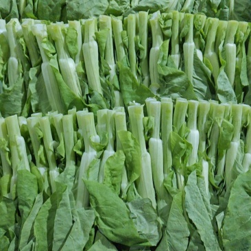 水白菜苔