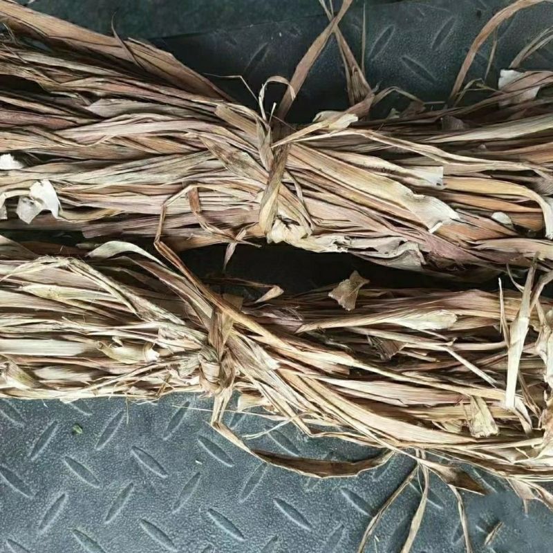 中药材龙血树叶别名马骡蔗树升级兰狭叶龙血树