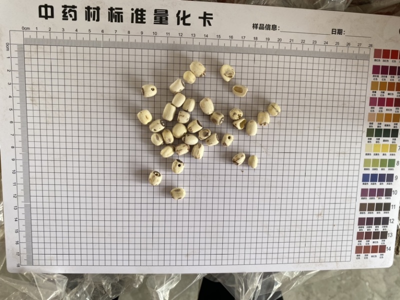 莲子抽芯白莲子干货药食两用产品实拍质量保证