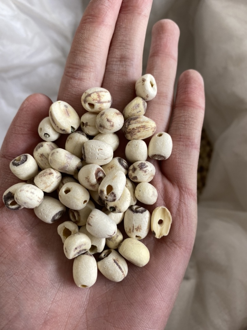 莲子抽芯白莲子干货药食两用产品实拍质量保证