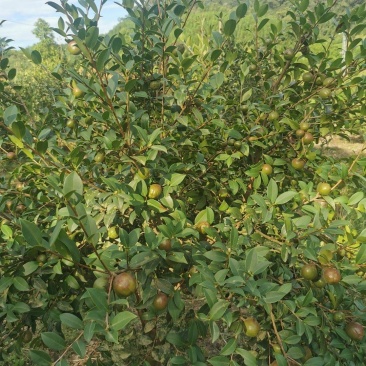 丘陵山茶油