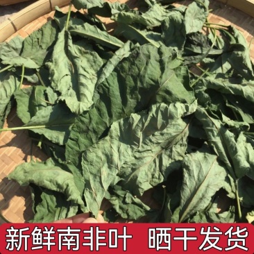 晒干南非叶干叶树苗干叶茶将军叶斑鸠叶袋装晒干
