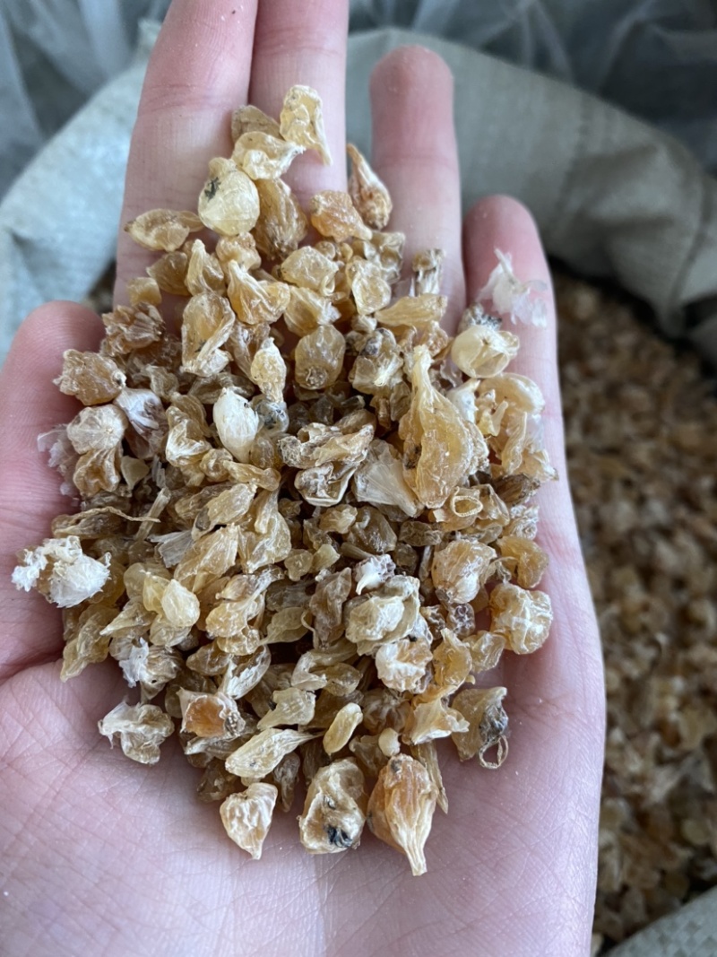 薤白干货产地直供产品实拍质量保证
