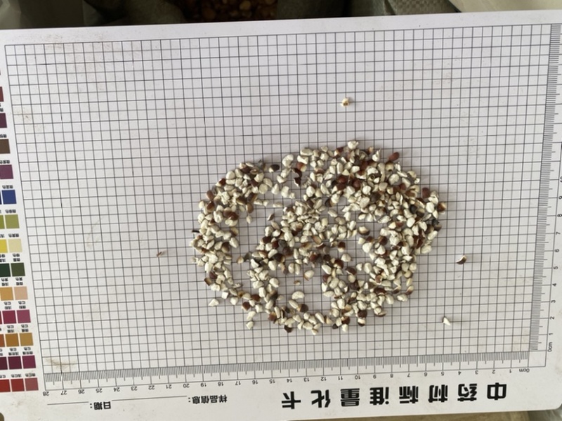 芡实芡实米新货产地直发产品实拍质量保证