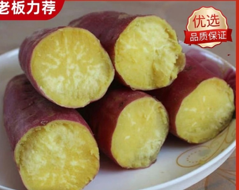 沙地板栗薯济薯26大量窖存货新货