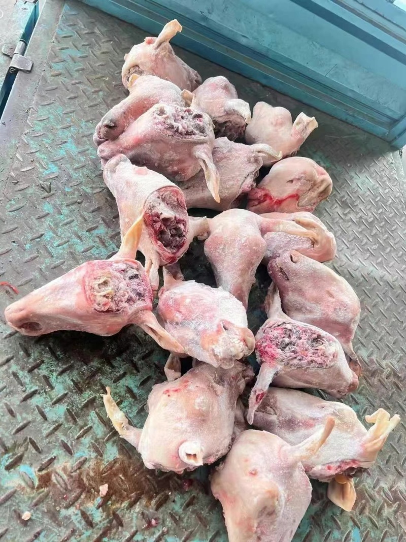 羊头，白头，红头，花头，大量现货，价格美丽，欢迎咨询！！