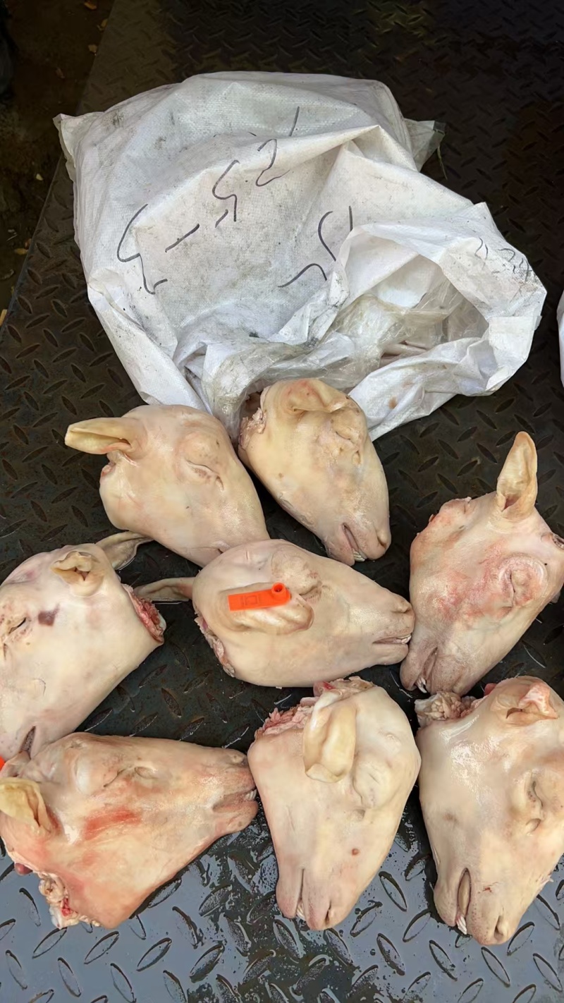 羊头，白头，红头，花头，大量现货，价格美丽，欢迎咨询！！