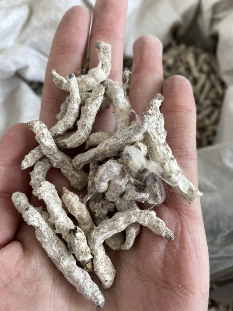 僵蚕白僵蚕产品实拍质量保证