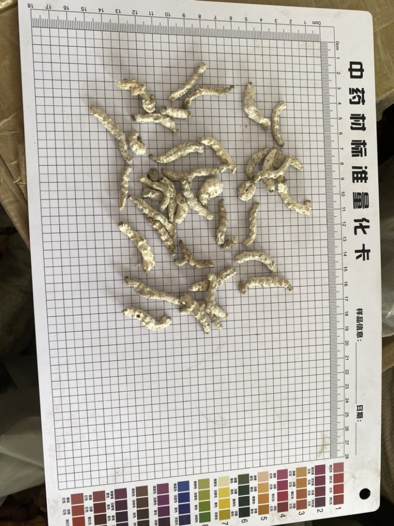 僵蚕白僵蚕产品实拍质量保证