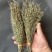 独脚金学名又叫孩儿草全国发货欢迎联系产地直发