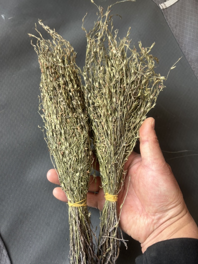独脚金学名又叫孩儿草全国发货欢迎联系产地直发