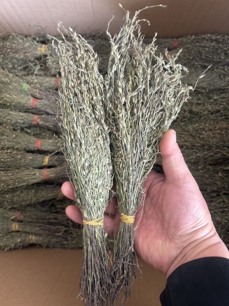 独脚金学名又叫孩儿草全国发货欢迎联系产地直发