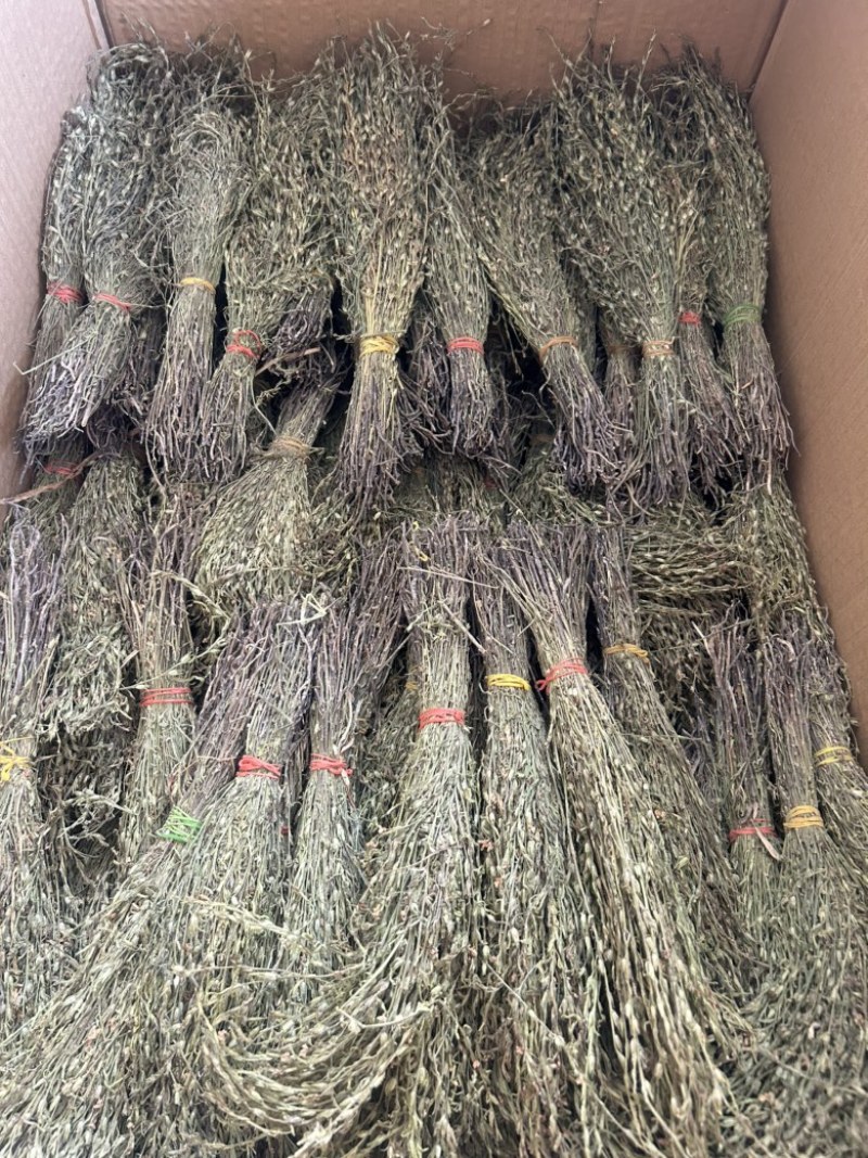 独脚金学名又叫孩儿草全国发货欢迎联系产地直发