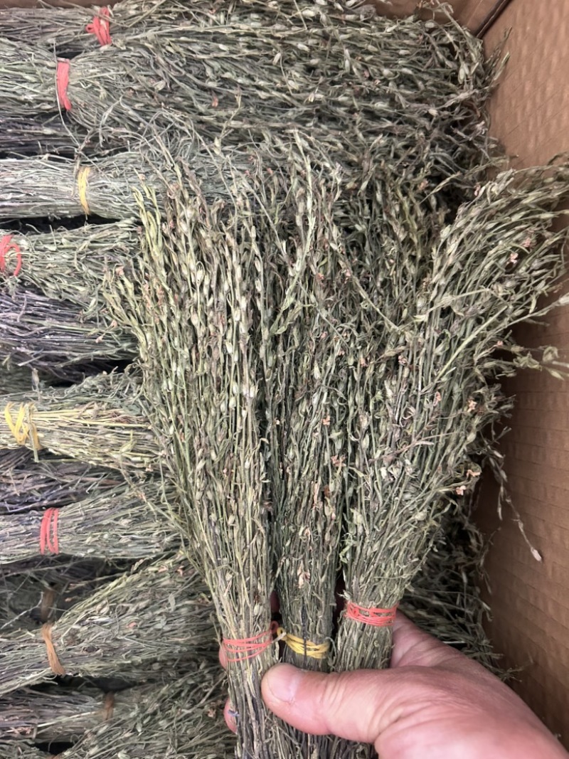 独脚金学名又叫孩儿草全国发货欢迎联系产地直发