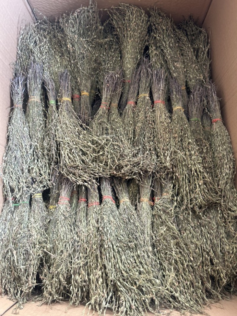 独脚金学名又叫孩儿草全国发货欢迎联系产地直发