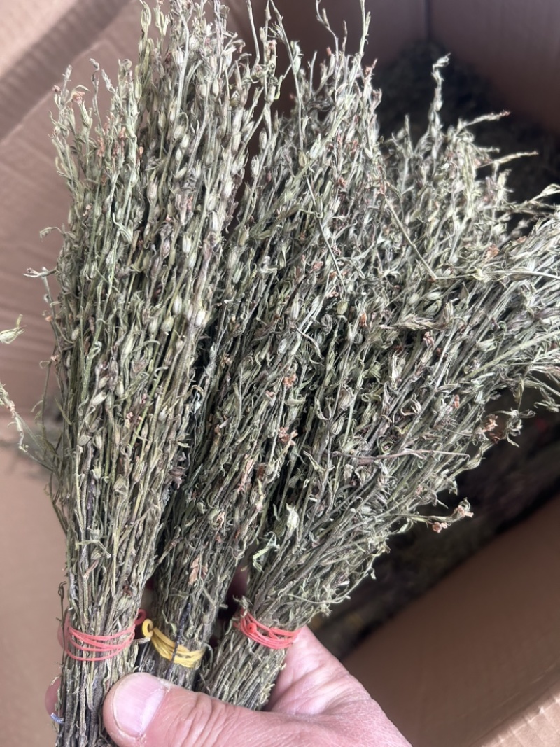 独脚金学名又叫孩儿草全国发货欢迎联系产地直发
