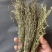 独脚金学名又叫孩儿草全国发货欢迎联系产地直发