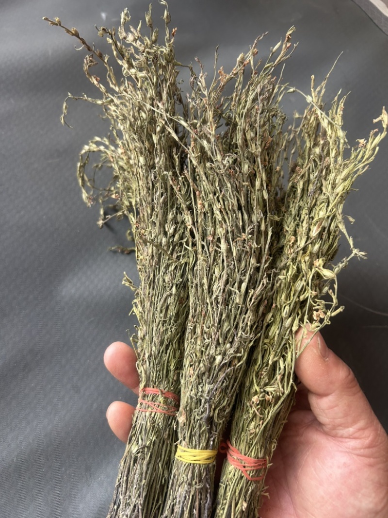 独脚金学名又叫孩儿草全国发货欢迎联系产地直发