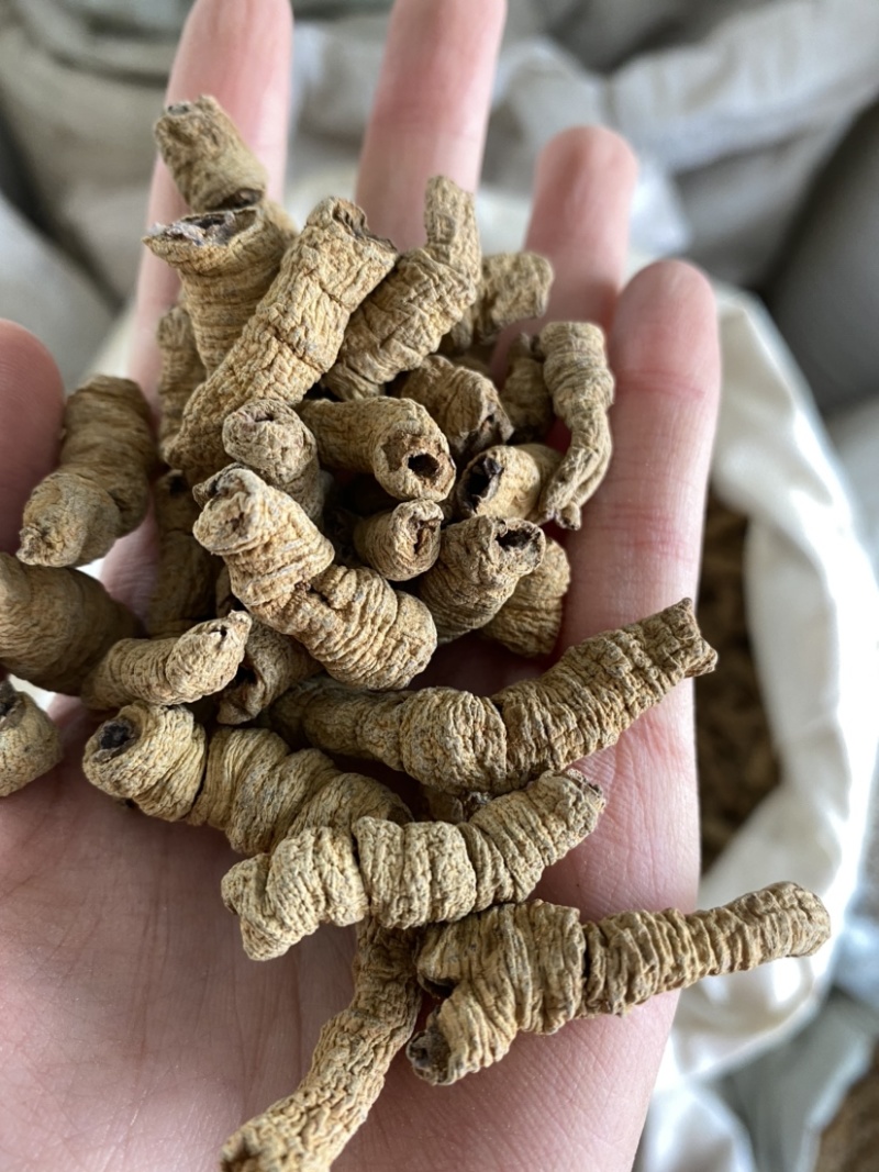巴戟天产品实拍一手货源量大从优