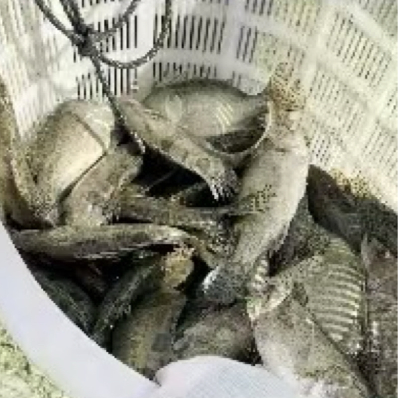 桂鱼苗，鳜鱼苗，抗病强品质保证翘嘴鳜，改良品种公司繁育