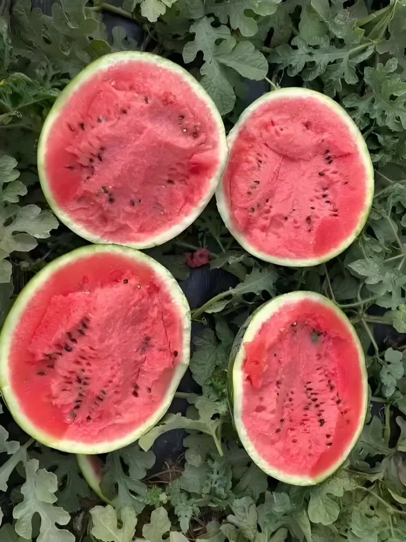 河南商丘夏邑麒麟西瓜🍉