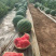 河南商丘夏邑麒麟西瓜🍉