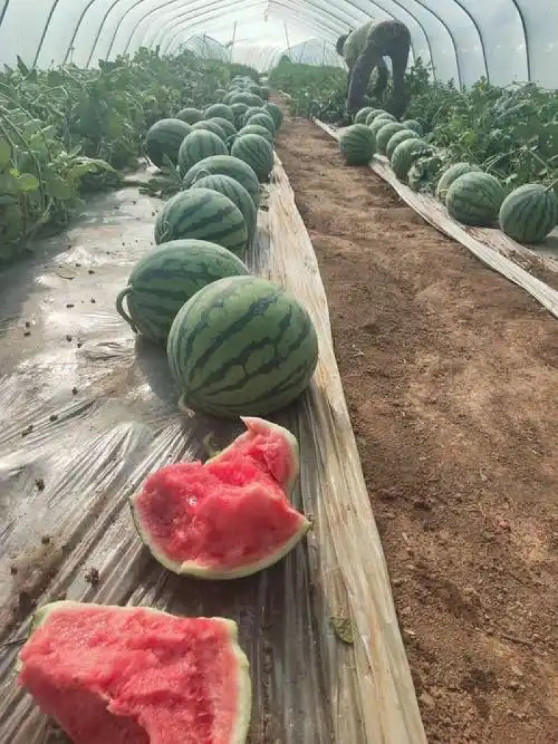 河南商丘夏邑麒麟西瓜🍉