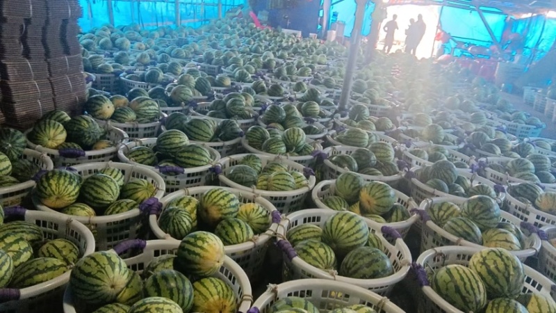河南商丘夏邑麒麟西瓜🍉