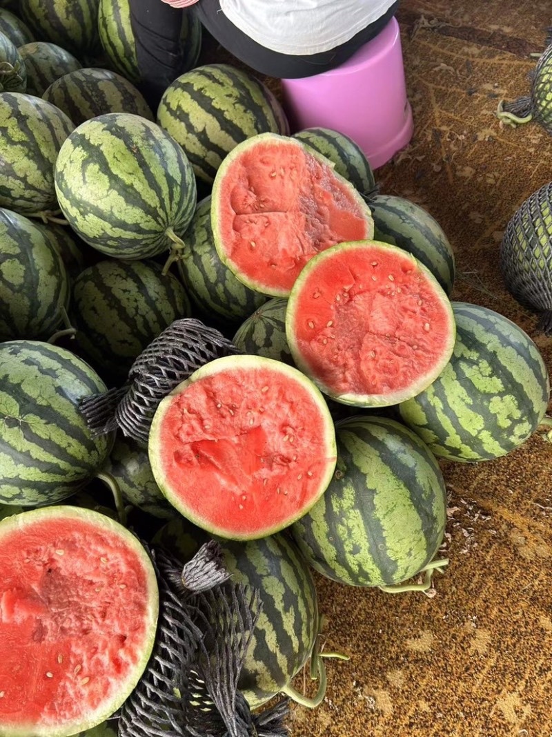 河南商丘夏邑麒麟西瓜🍉