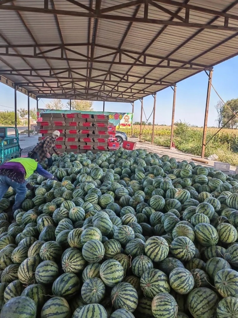 河南商丘夏邑麒麟西瓜🍉
