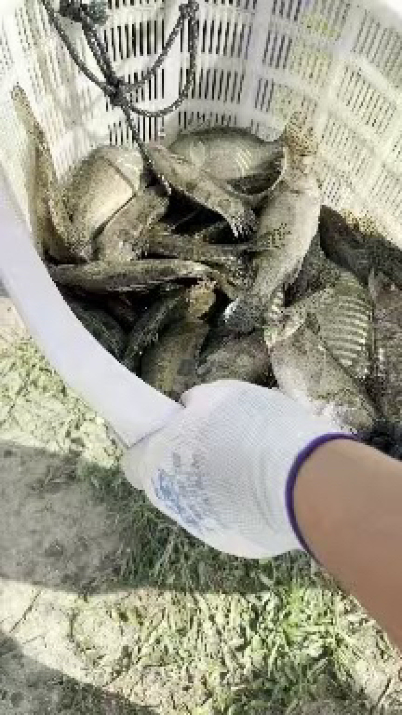 桂鱼苗，鳜鱼苗，抗病强品质保证翘嘴鳜，改良品种公司繁育