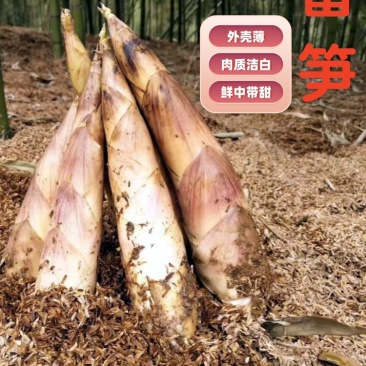 建瓯精品雷竹笋，现挖现发，肉质鲜嫩