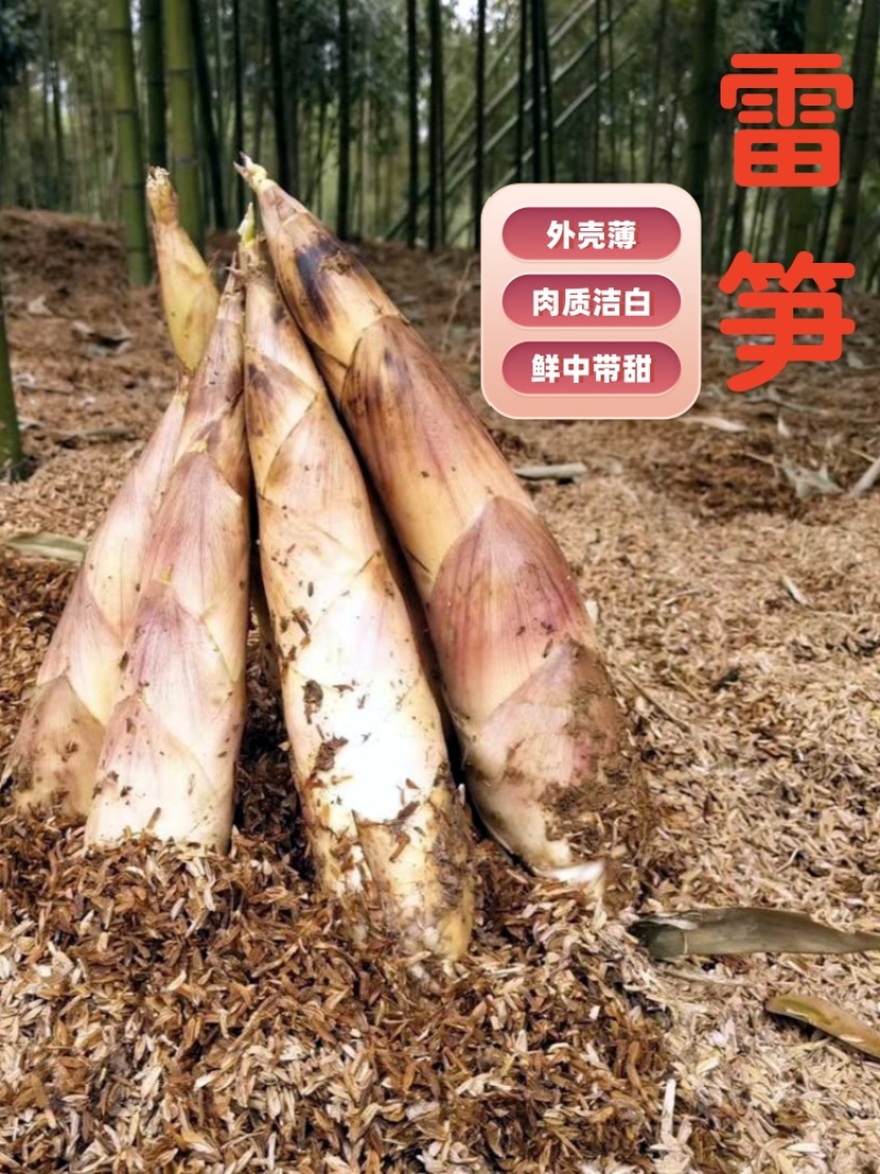 建瓯精品雷竹笋，现挖现发，肉质鲜嫩