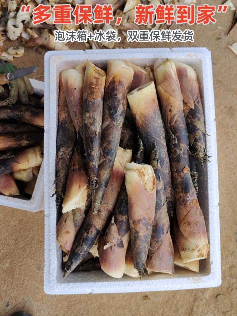 建瓯精品雷竹笋，现挖现发，肉质鲜嫩