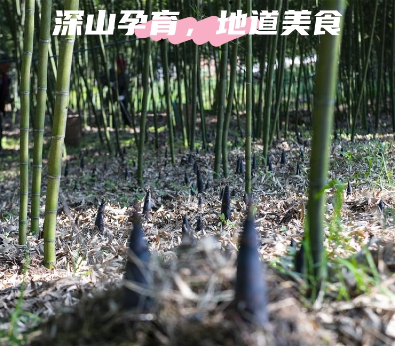 建瓯精品雷竹笋，现挖现发，肉质鲜嫩