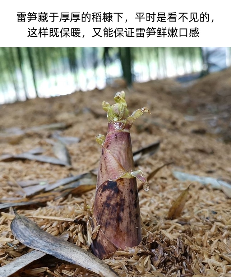 建瓯精品雷竹笋，现挖现发，肉质鲜嫩