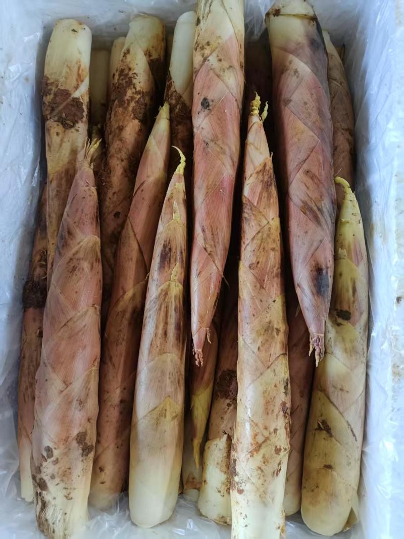 建瓯精品雷竹笋，现挖现发，肉质鲜嫩