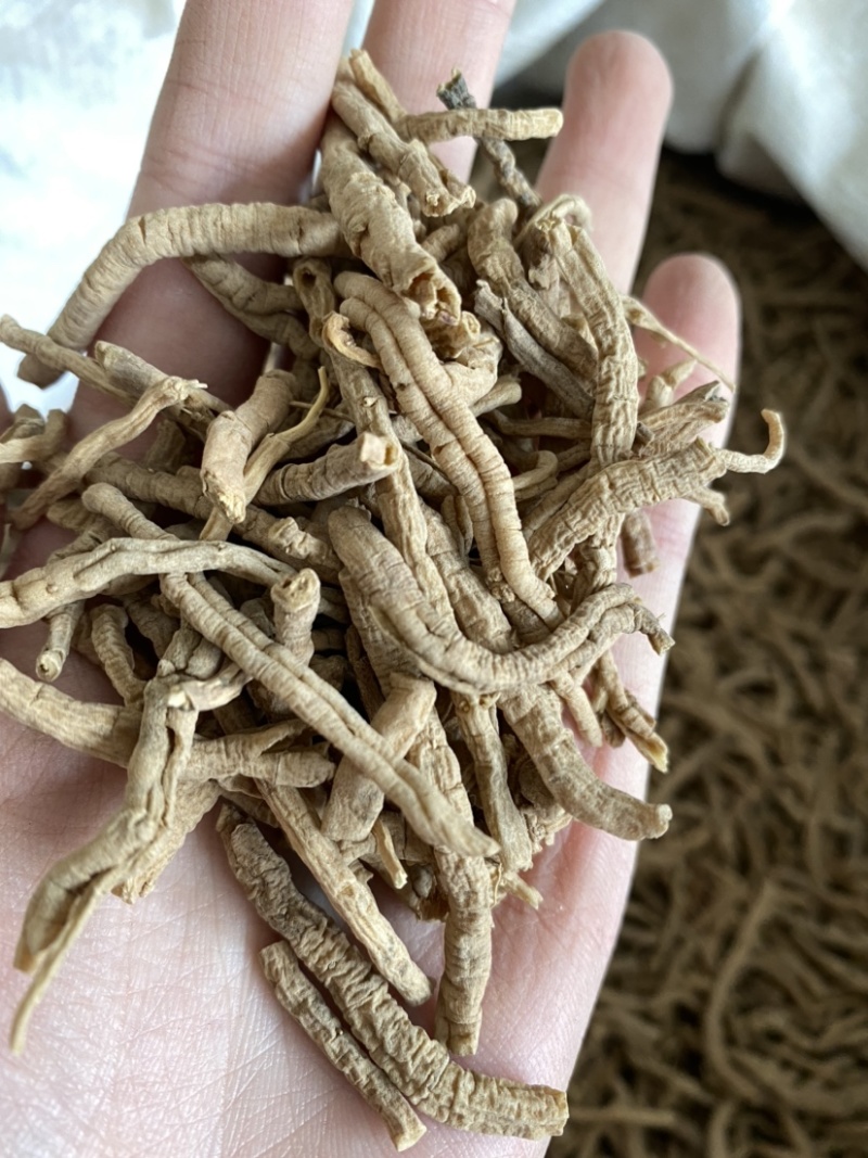 远志抽芯选货规格齐全产品实拍